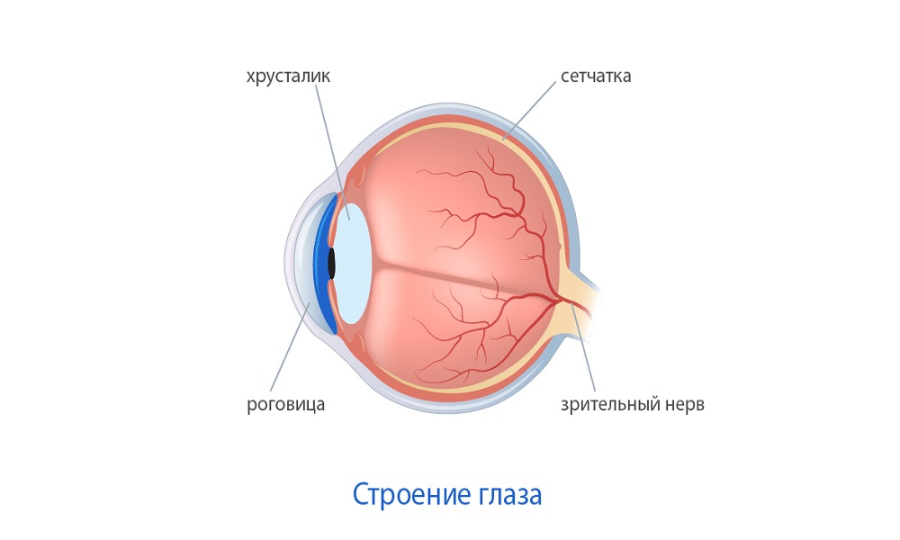 Роговица глаза: строение, функции, заболевания и лечение