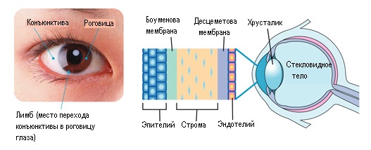 rogovitsa-glaza-stroenie.jpg